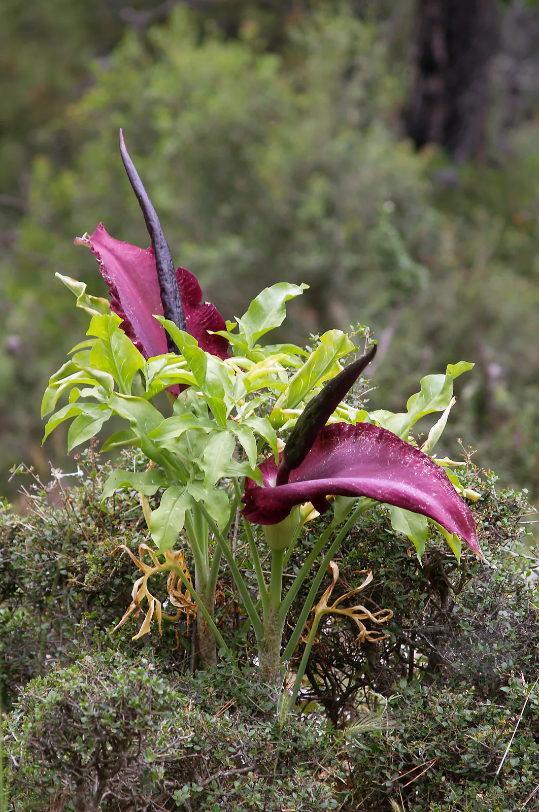 Arum Dragon