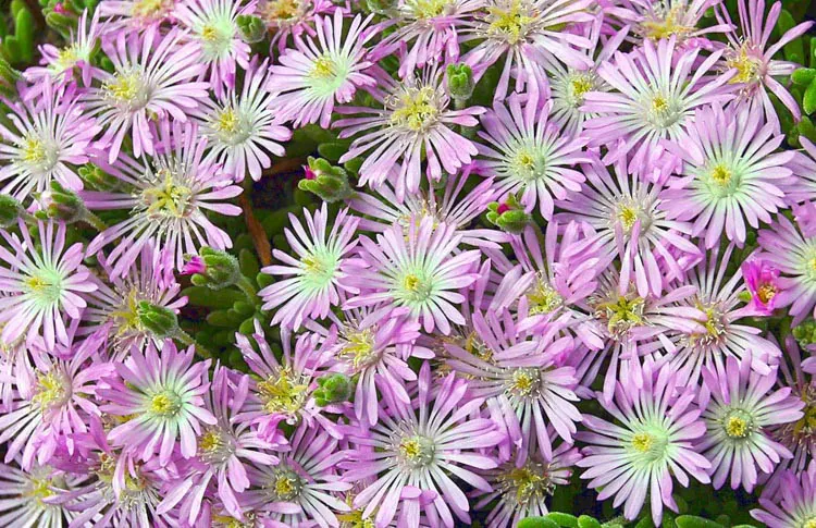 Drosanthemum floribundum - Plant photo on Aphylia