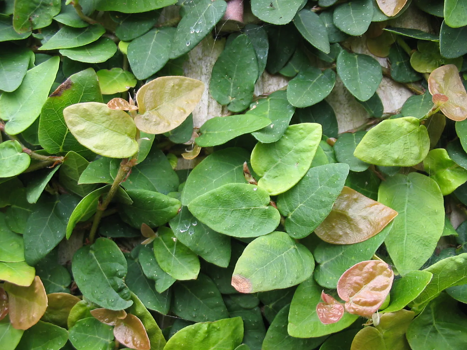 ficus pumila - Plant photo on Aphylia