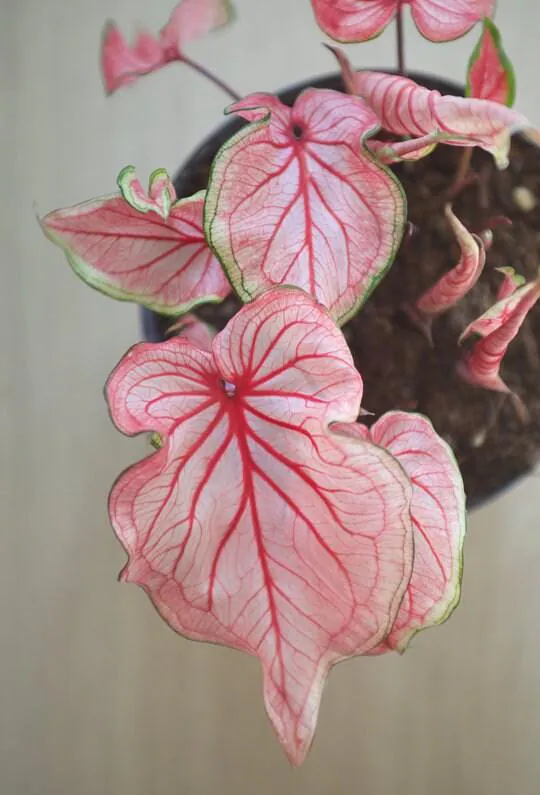 Caladium - Plant photo on Aphylia
