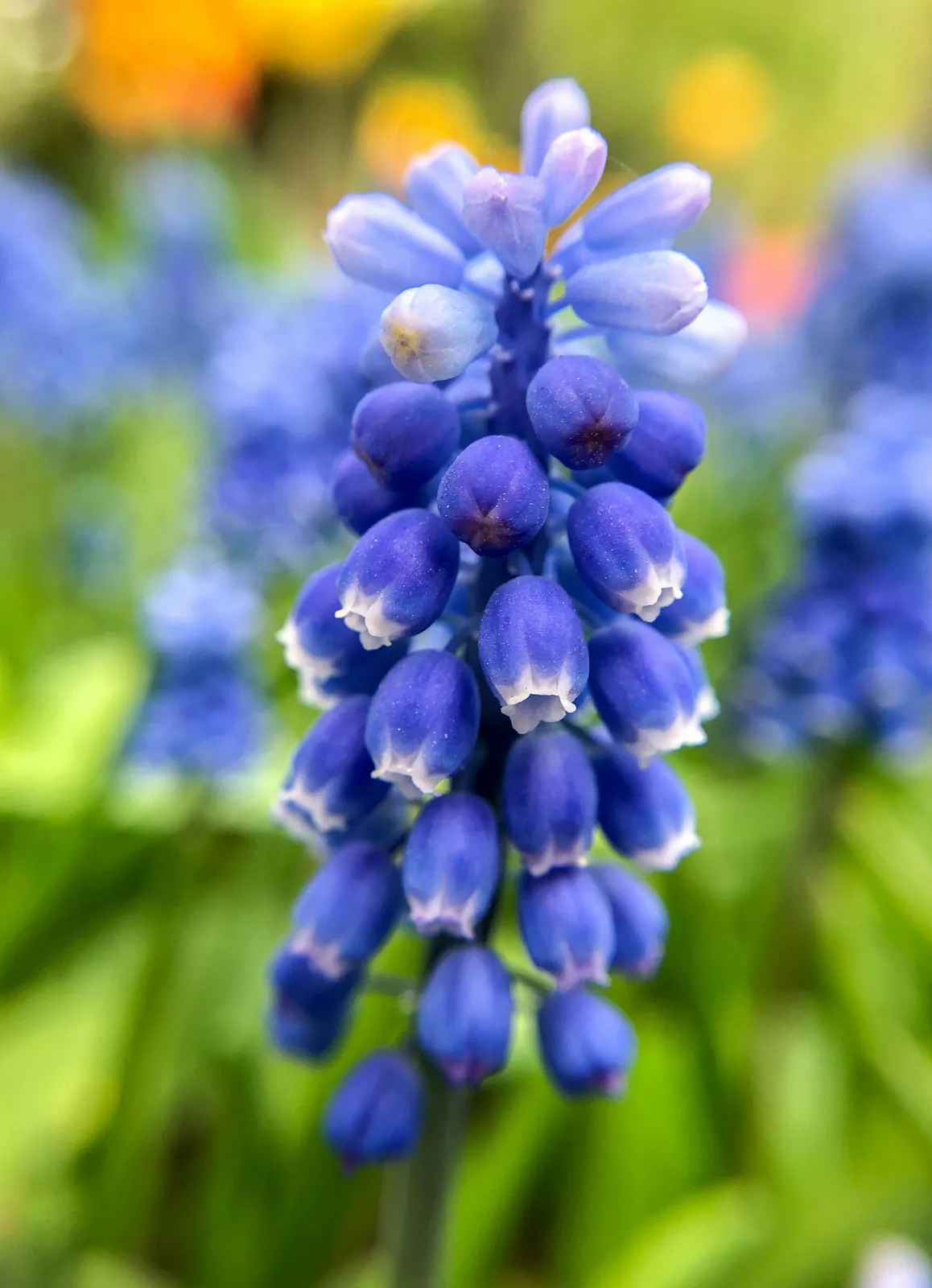 grape hyacinth - Plant photo on Aphylia