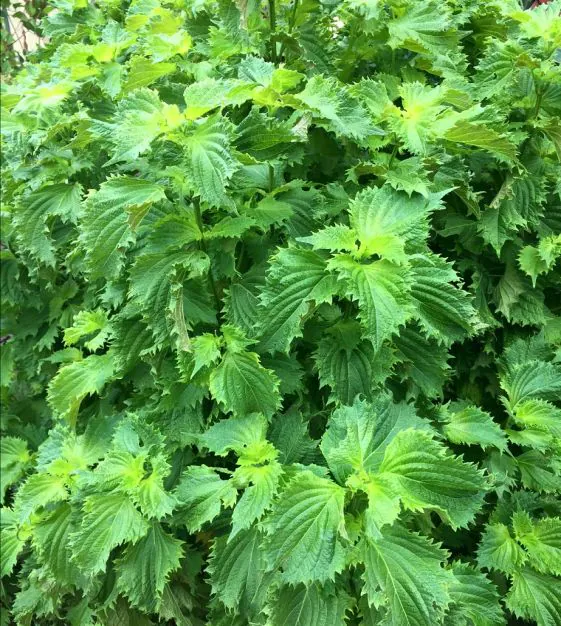 Shiso vert - Plant photo on Aphylia