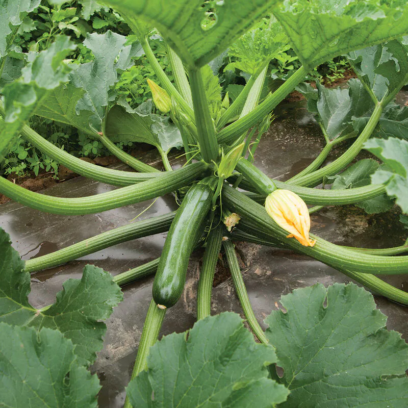 Green zucchini - Plant photo on Aphylia