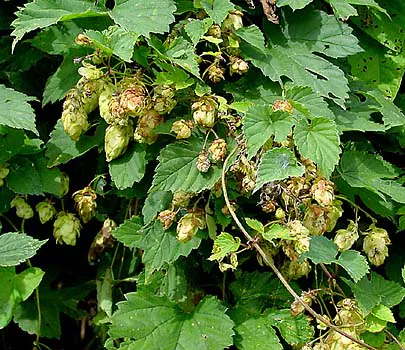 Humulus lupulus - Plant photo on Aphylia