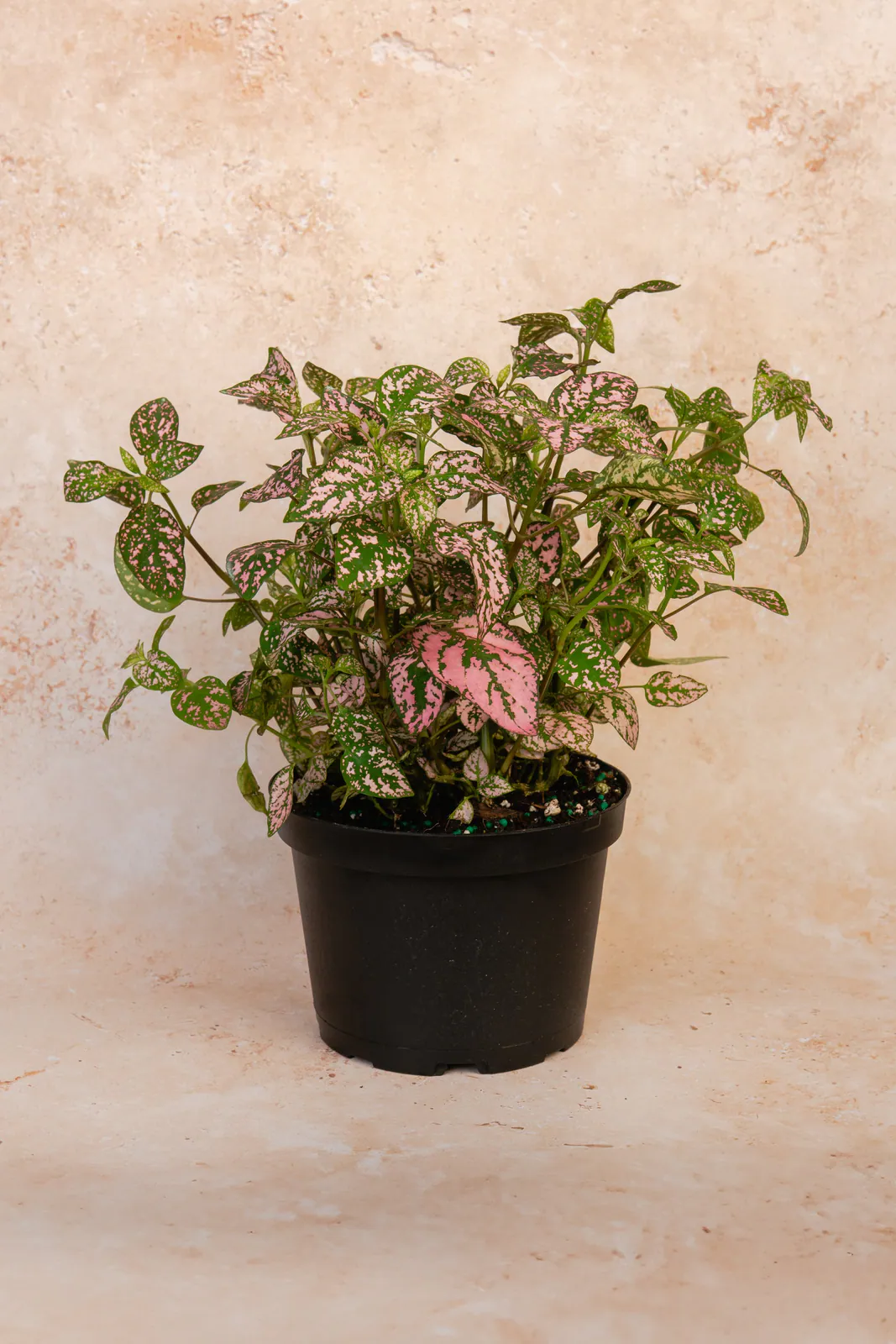 Hypoestes phyllostachya - Plant photo on Aphylia