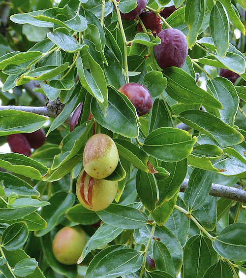 Jujubier - Plant photo on Aphylia