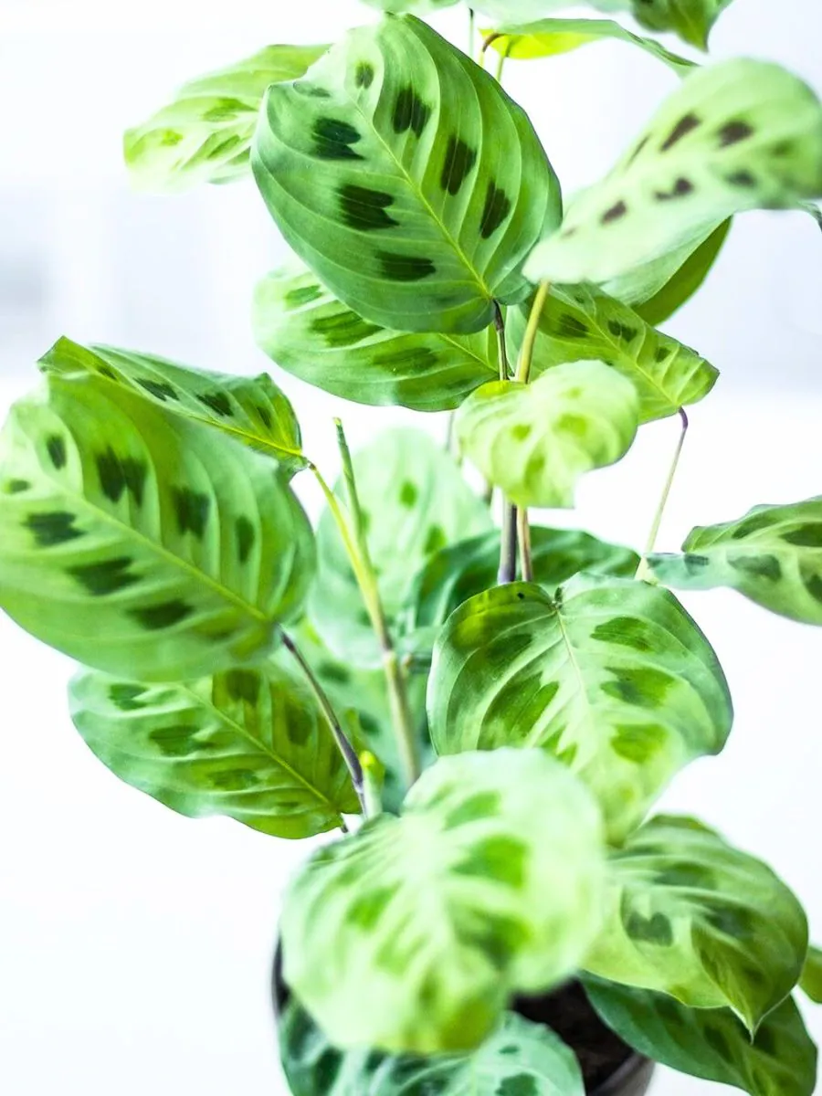 Maranta - Plant photo on Aphylia