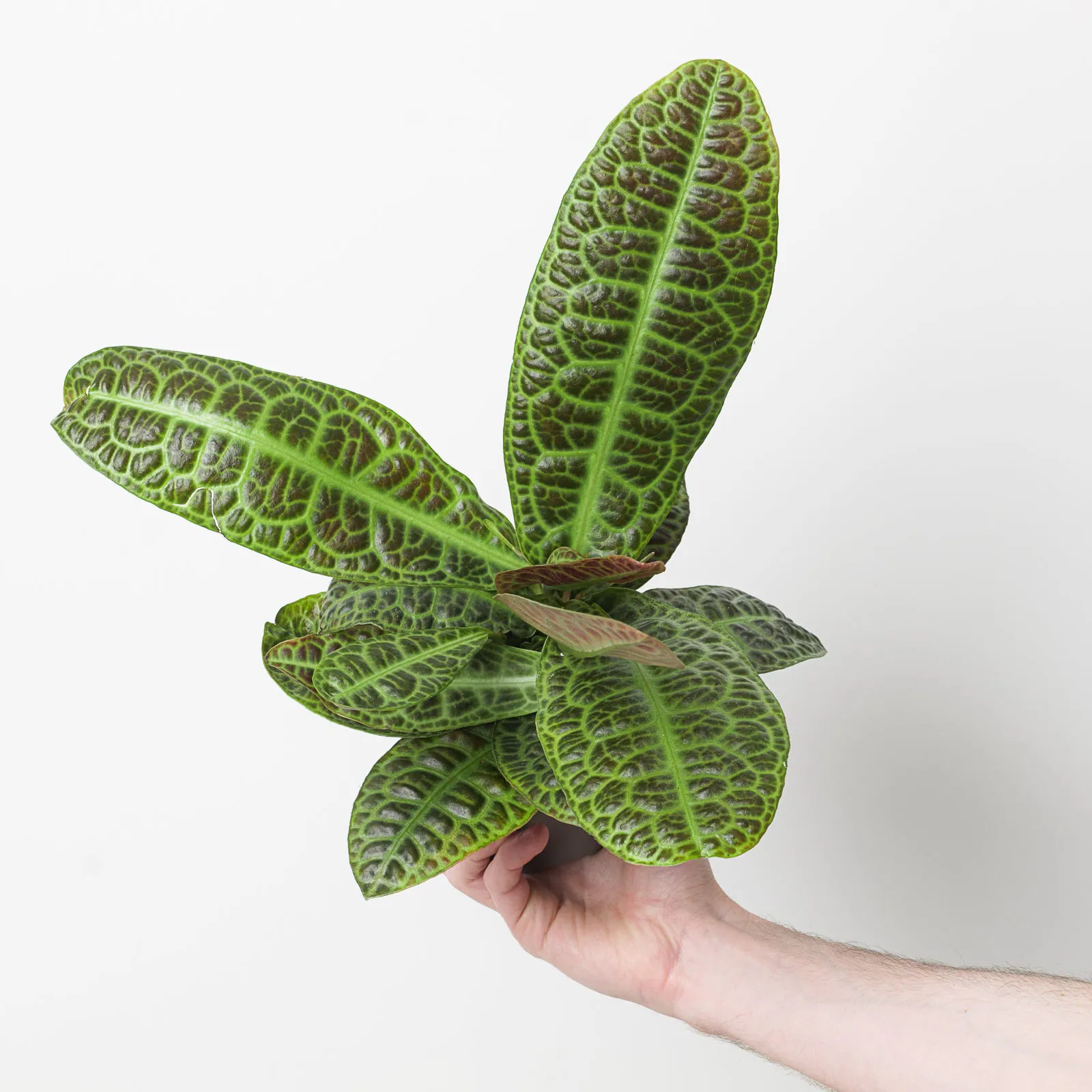 Labisia - Plant photo on Aphylia