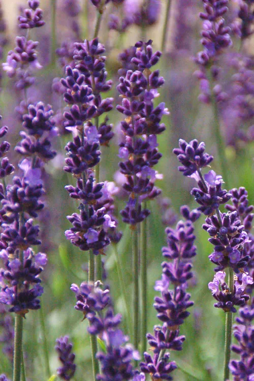 Lavender - Plant photo on Aphylia