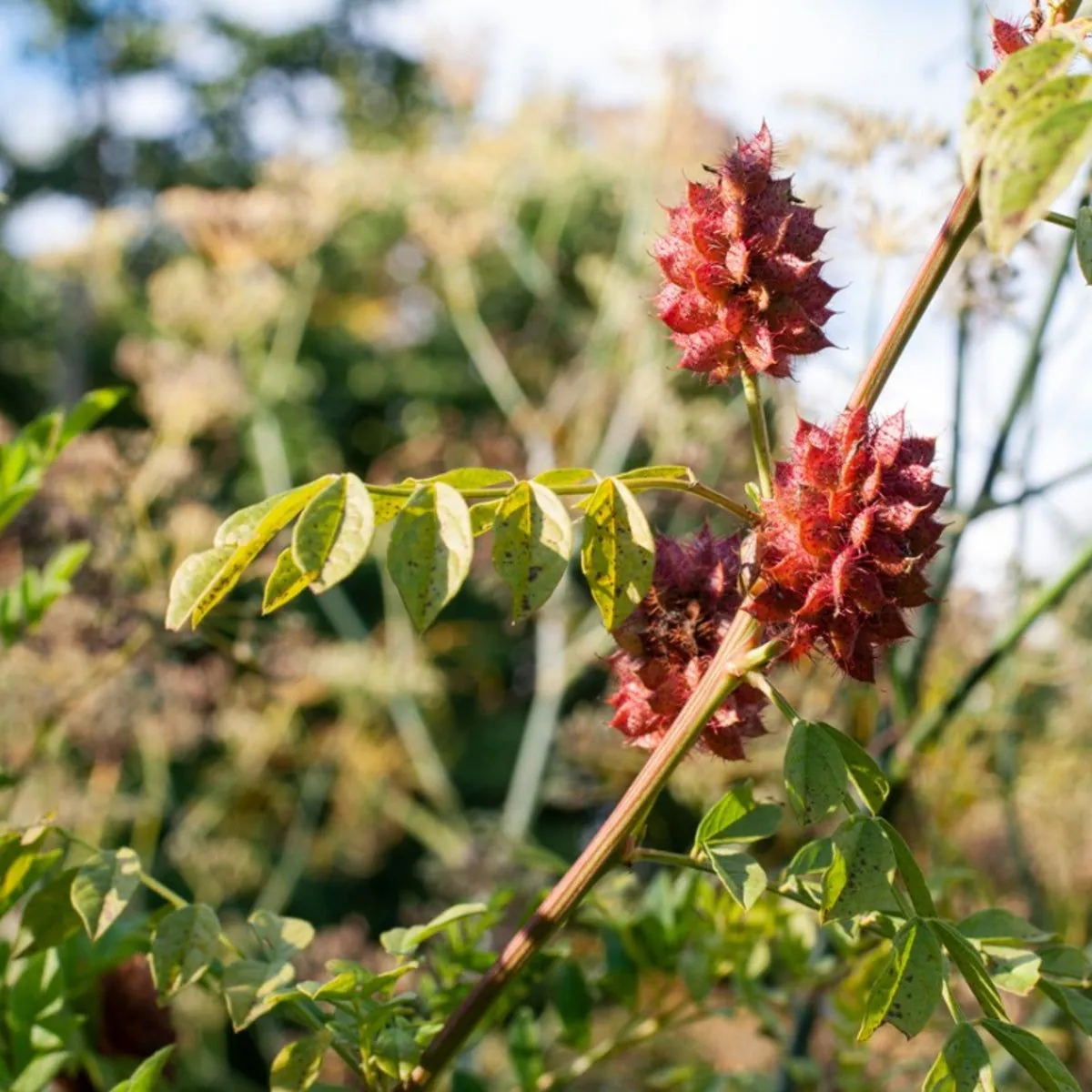 Réglisse - Plant photo on Aphylia