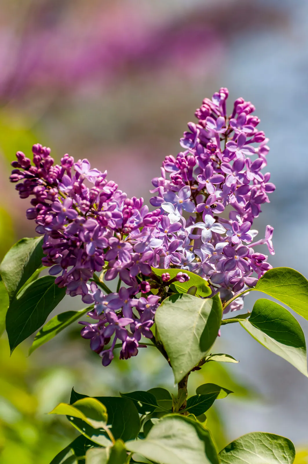 Lilac - Plant photo on Aphylia