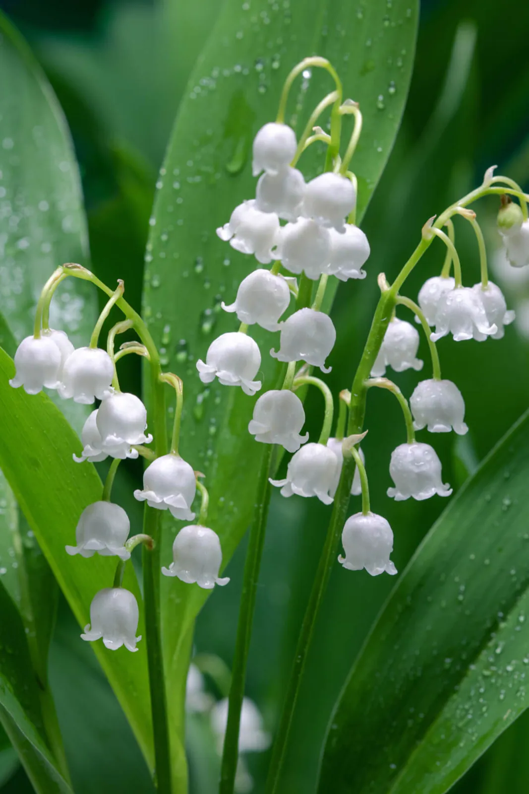 Lily of the Valley - Plant photo on Aphylia