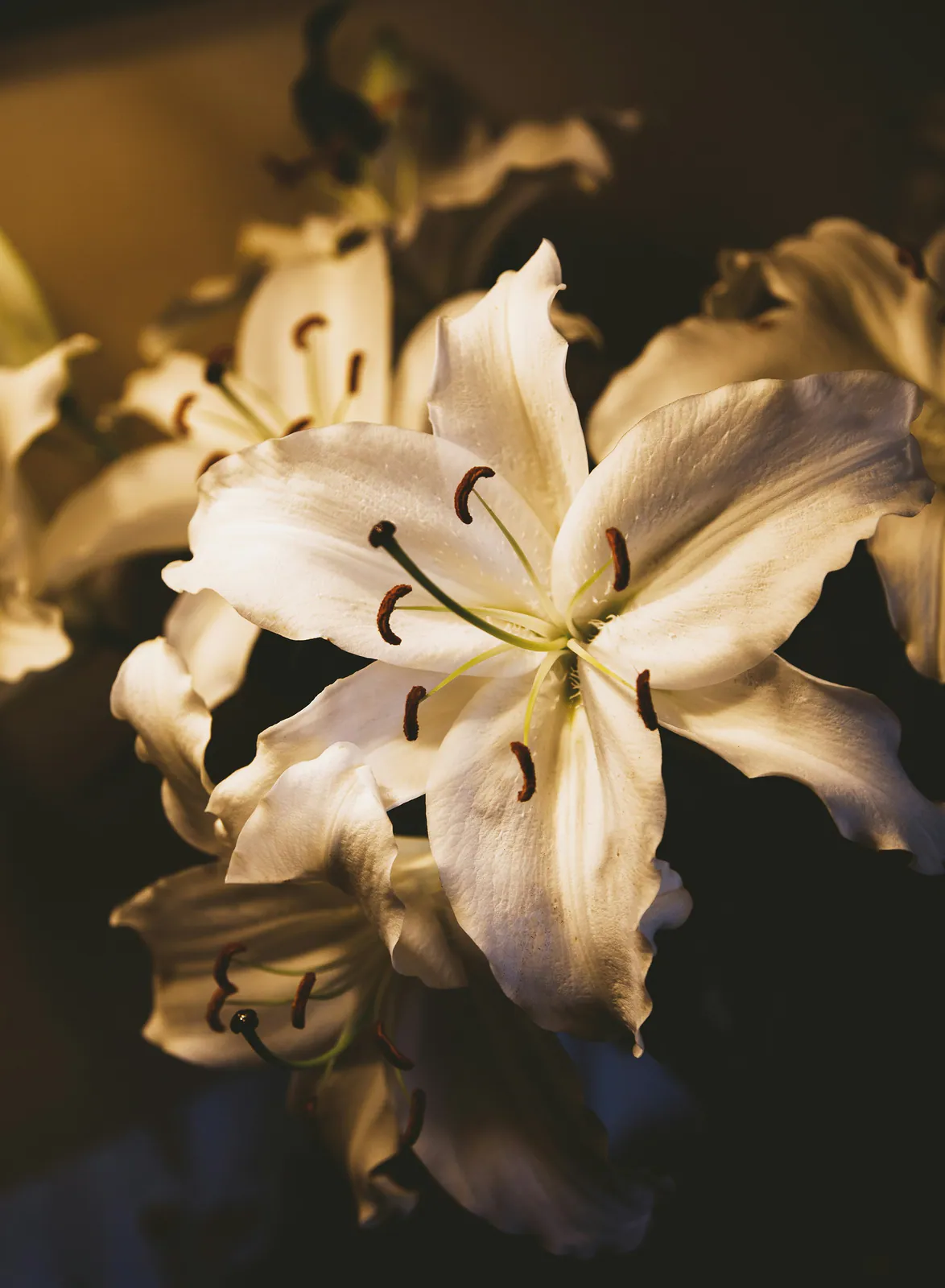 Lily - Plant photo on Aphylia