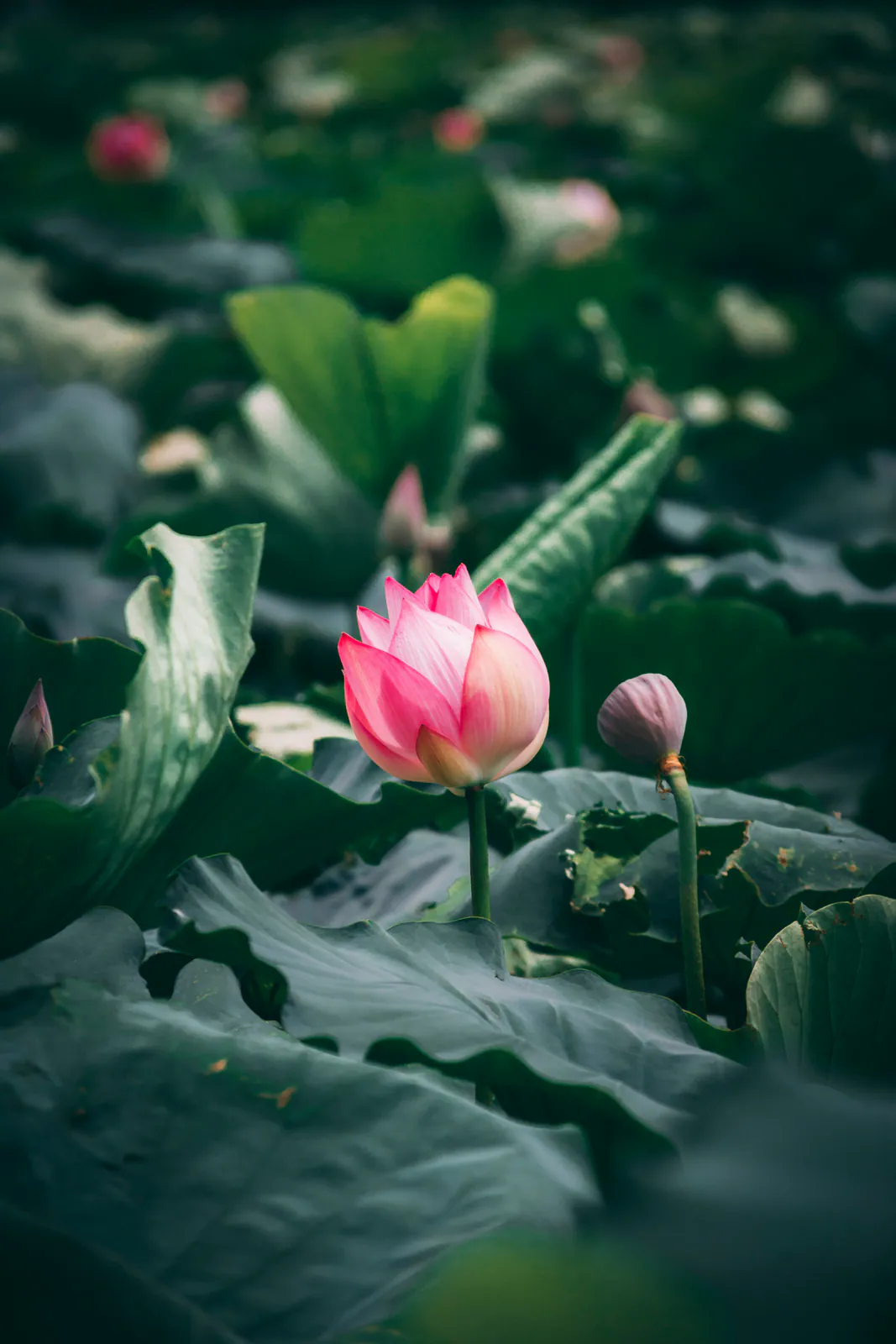 Lotus - Plant photo on Aphylia