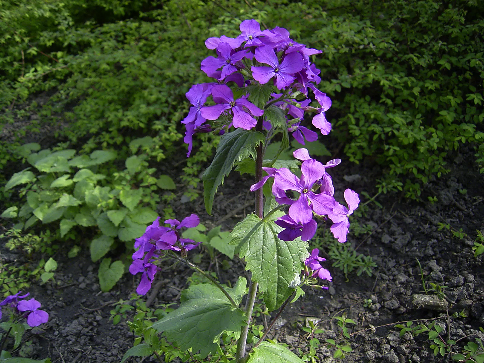 Lunaria annua - Plant photo on Aphylia