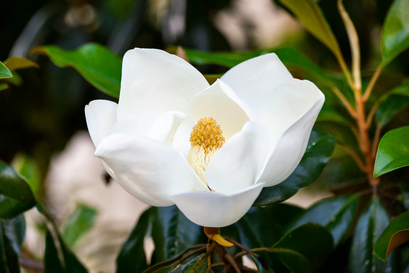 magnolia - Plant photo on Aphylia