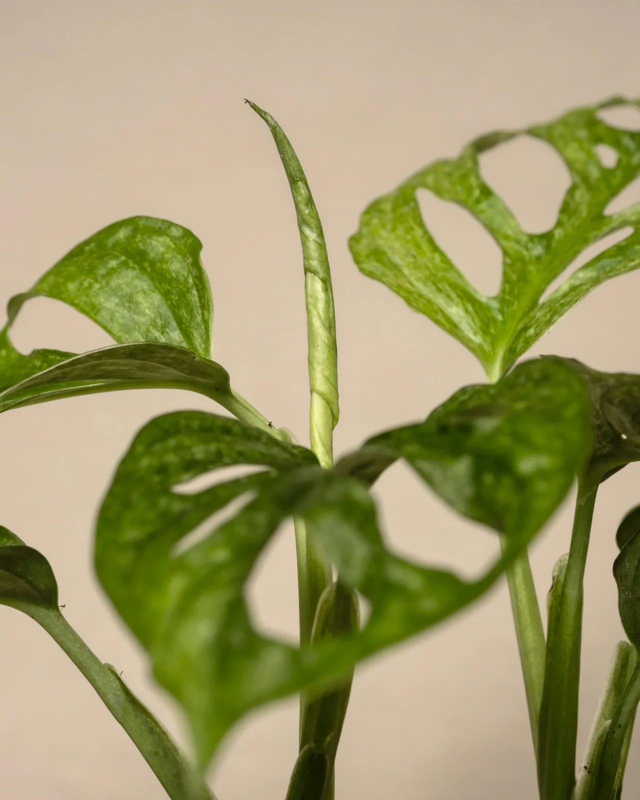 Monstera - Plant photo on Aphylia