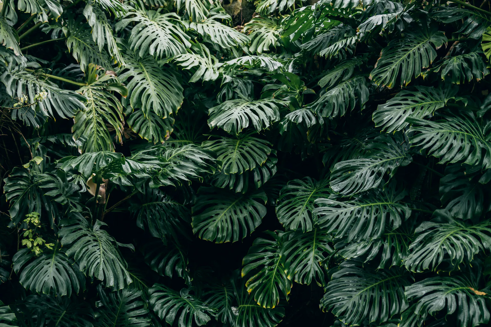Monstera - Plant photo on Aphylia