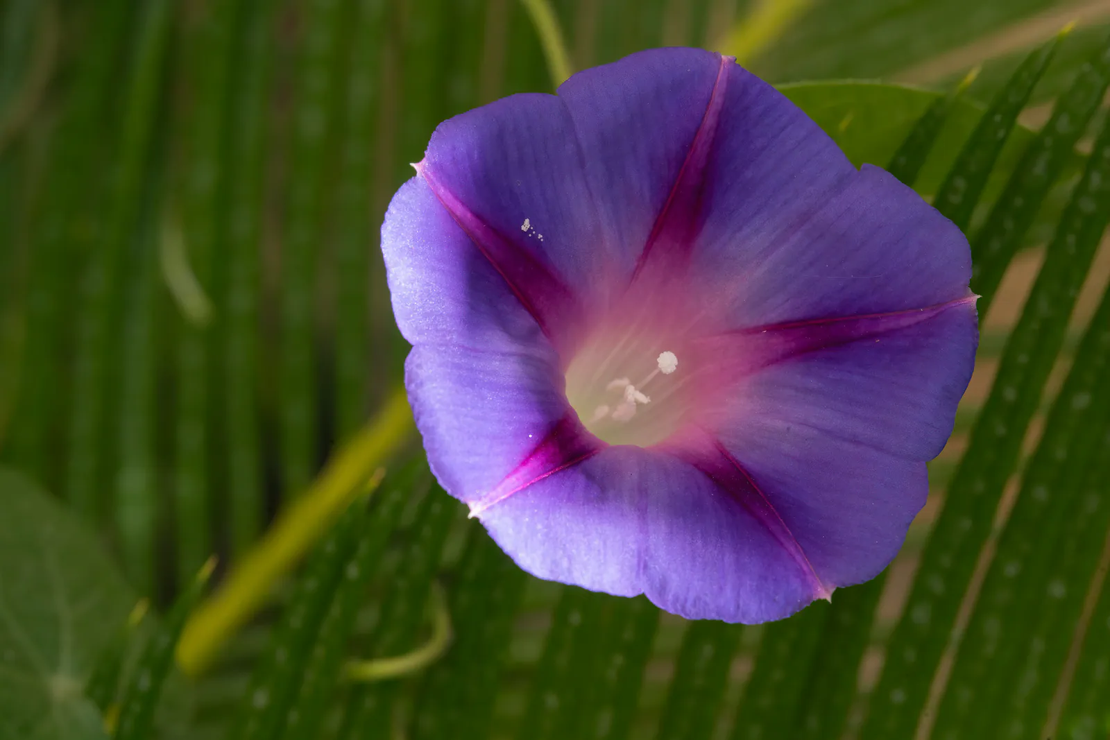 Gloire du matin - Plant photo on Aphylia