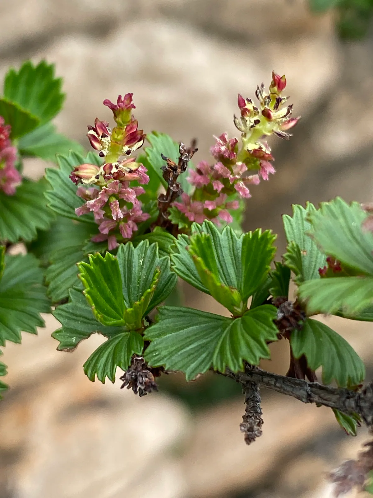 Myrothamnus flabellifolius - Plant photo on Aphylia