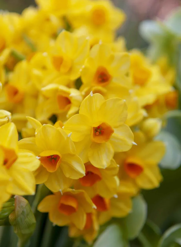 Narcissus papyrus - Plant photo on Aphylia
