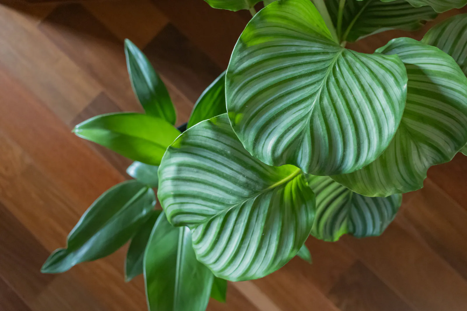 Calathea - Plant photo on Aphylia