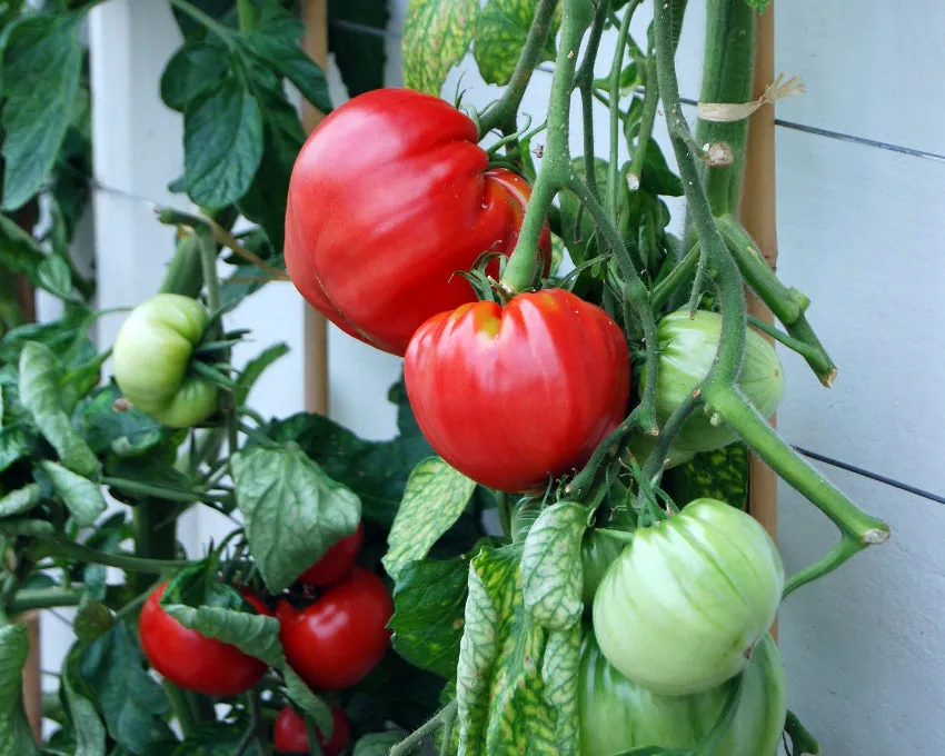 Tomate - Plant photo on Aphylia