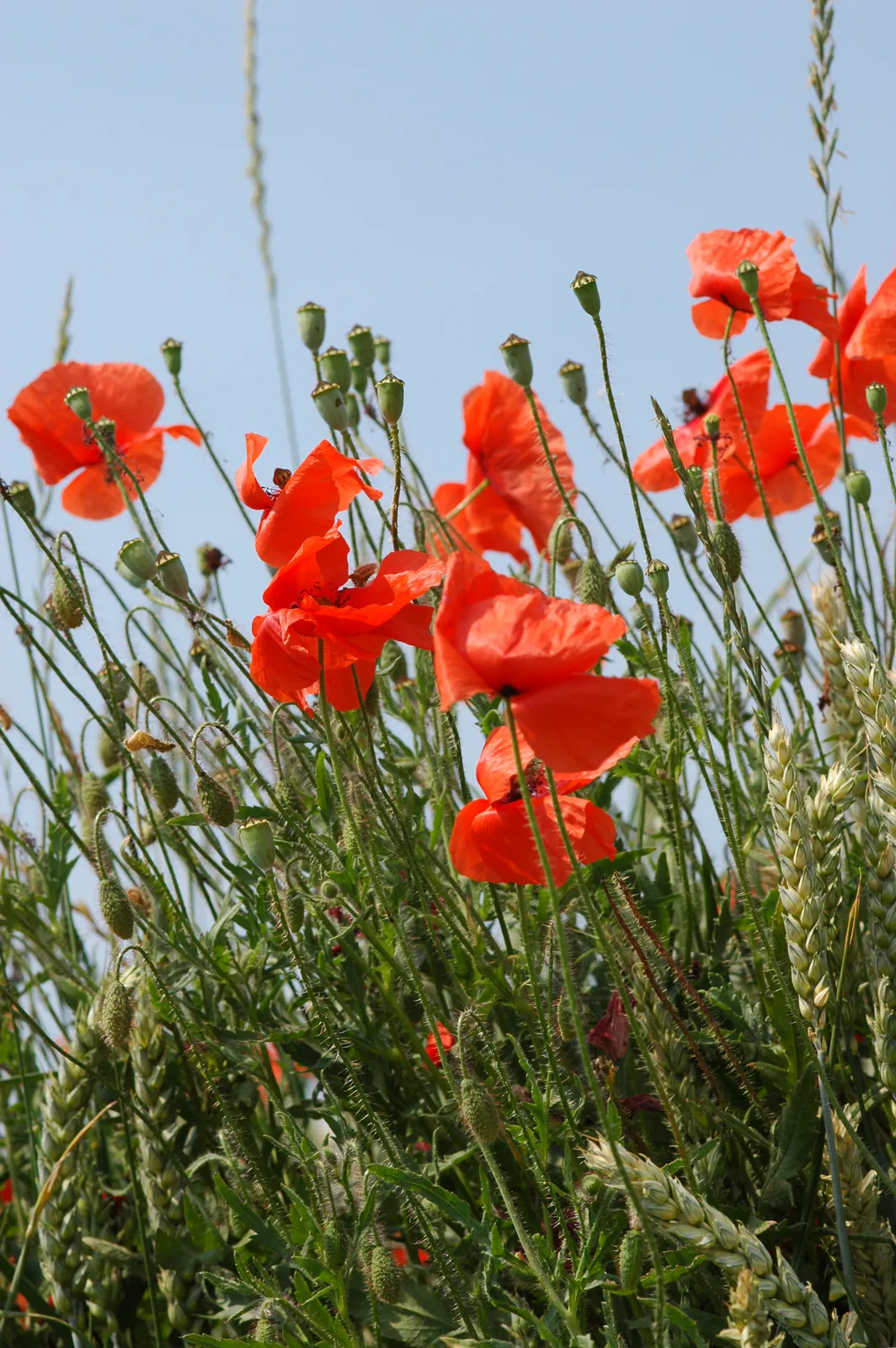 Papaver rhoeas - Plant photo on Aphylia