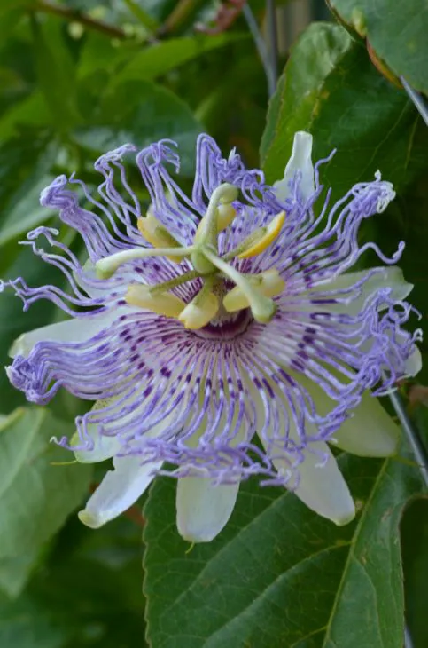 Passionflower - Plant photo on Aphylia