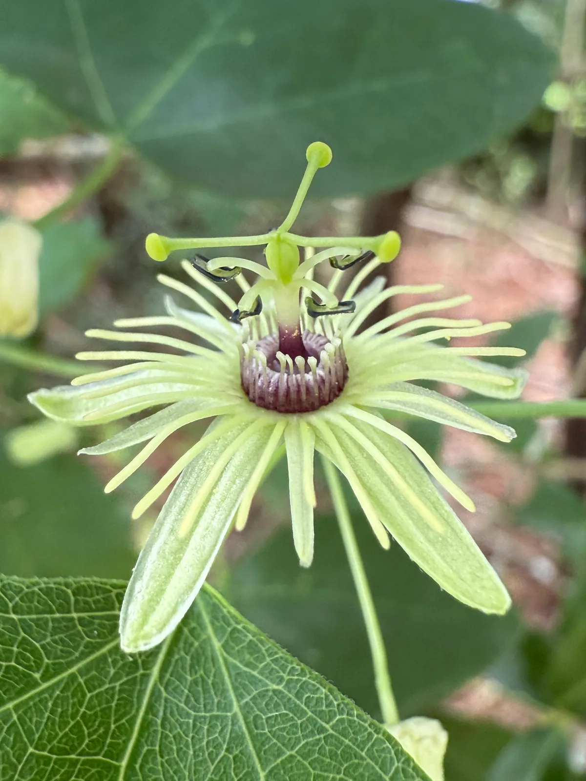 Passionflower - Plant photo on Aphylia