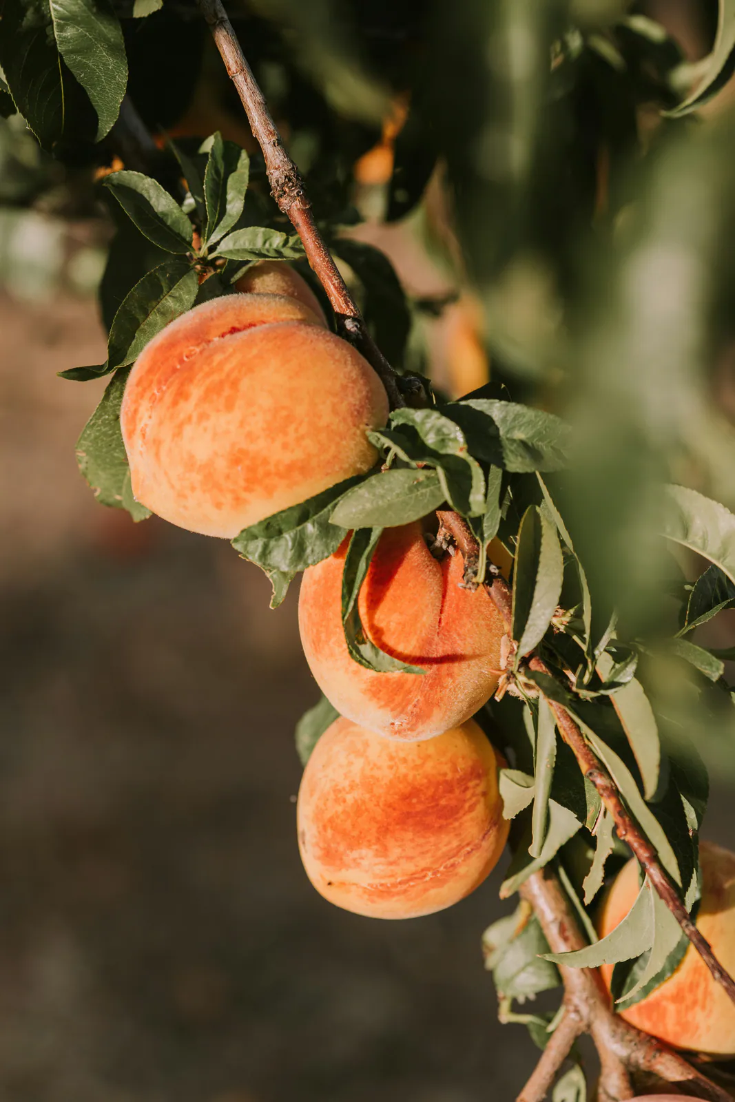 Peach tree - Plant photo on Aphylia