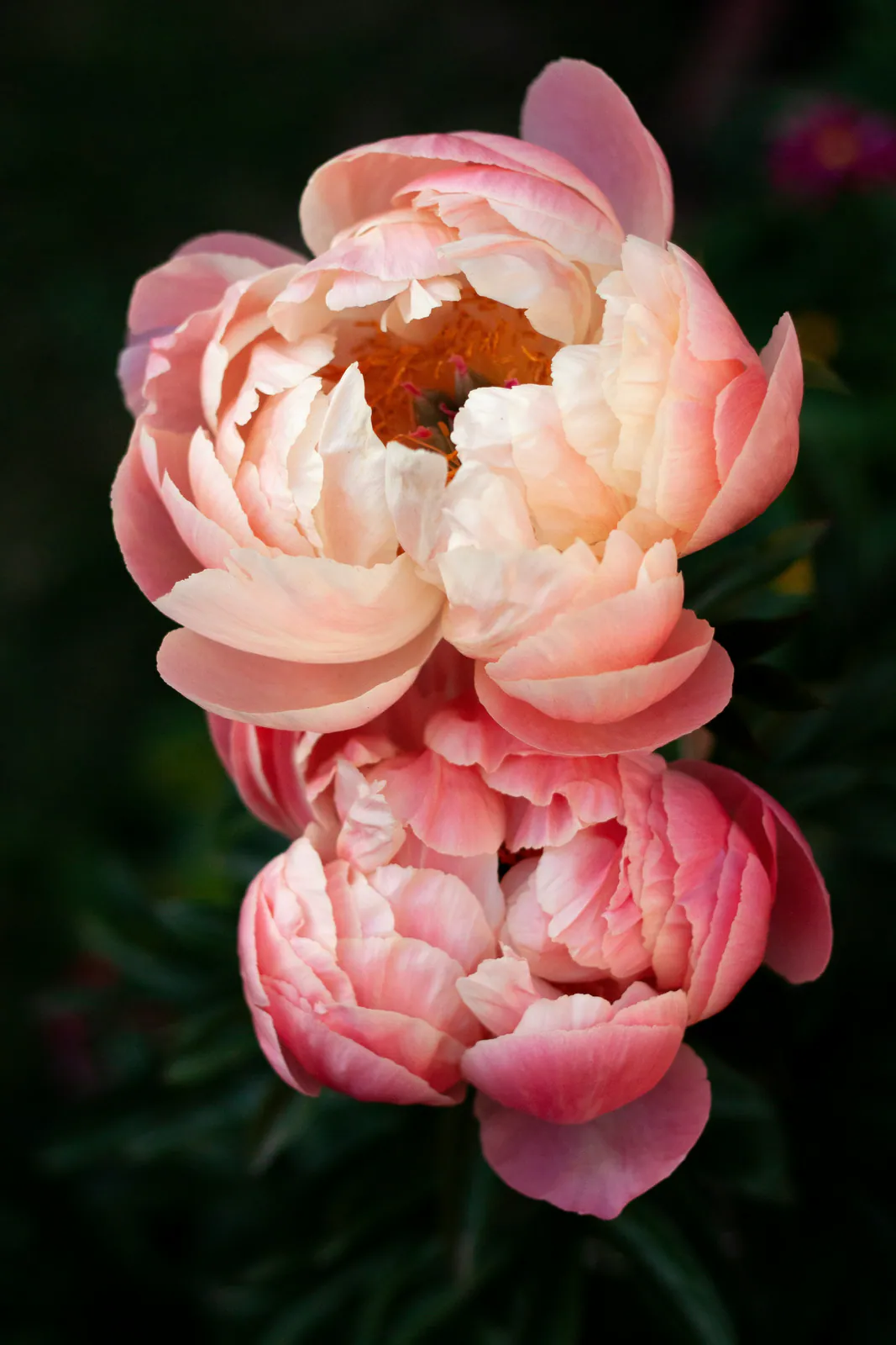 Pivoine - Plant photo on Aphylia