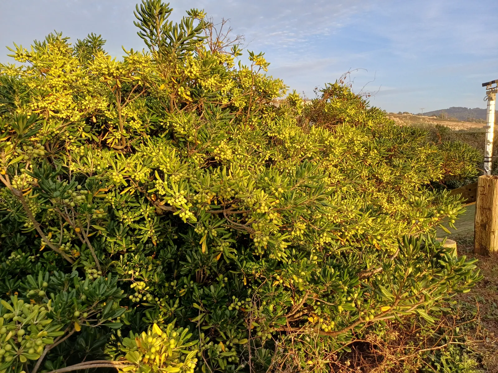 Pittosporum tobira - Plant photo on Aphylia