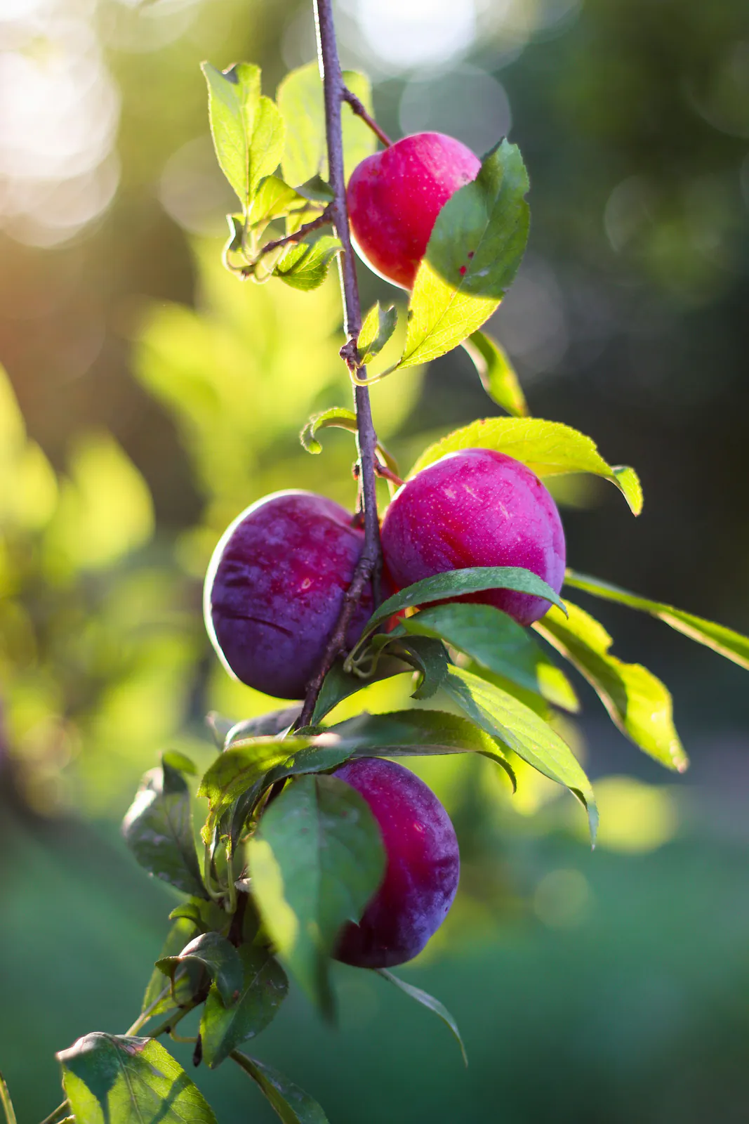 Plum tree - Plant photo on Aphylia