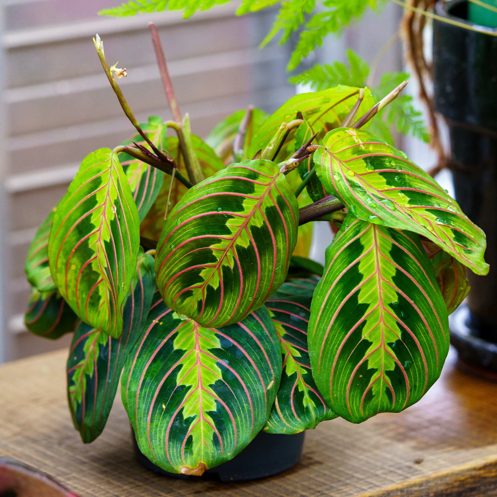 Maranta leuconeura - Plant photo on Aphylia