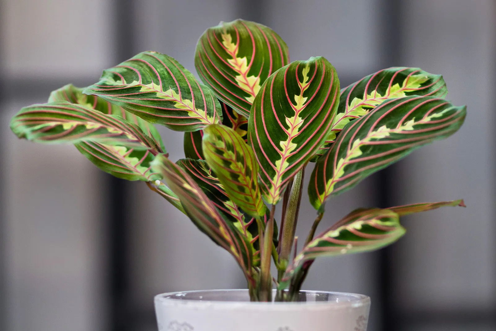 Prayer Plant - Plant photo on Aphylia