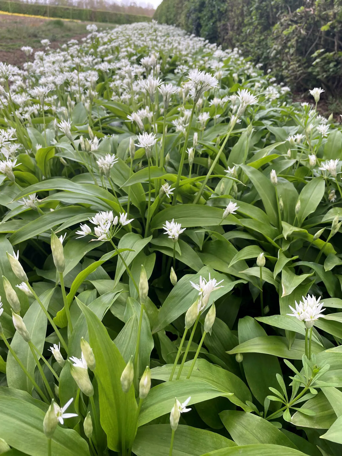 Ail des ours - Plant photo on Aphylia