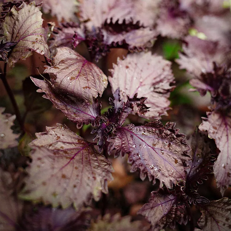 Shiso rouge - Plant photo on Aphylia