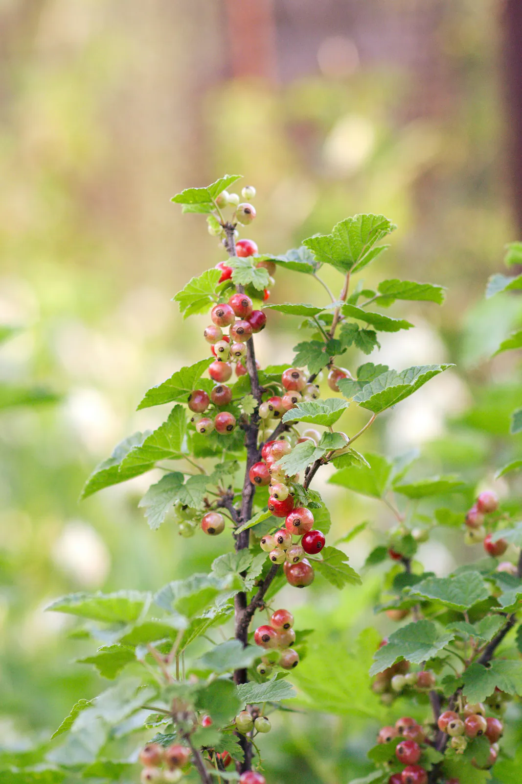 Redcurrant  bush - Plant photo on Aphylia