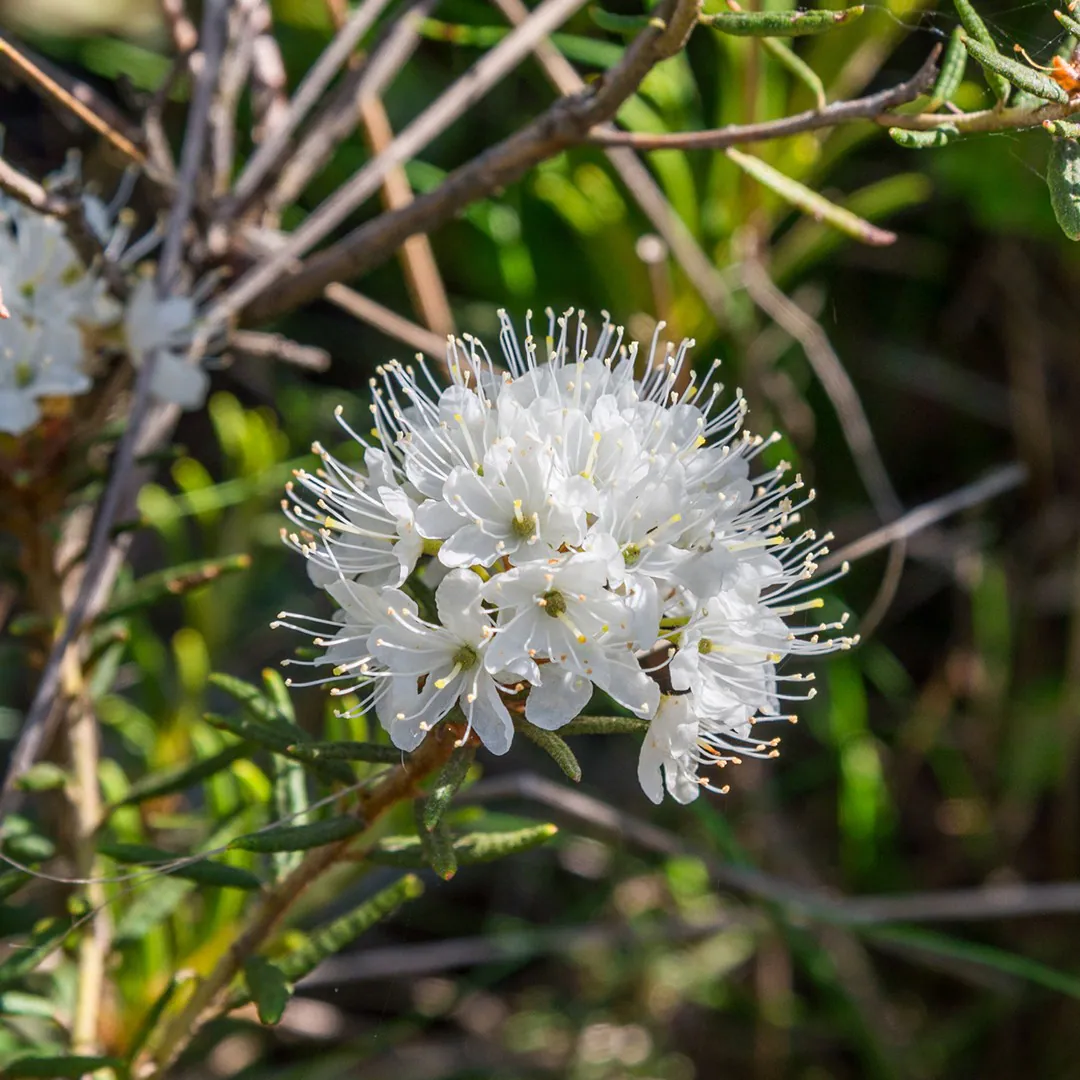 Rhododendron tomentosum - Plant photo on Aphylia