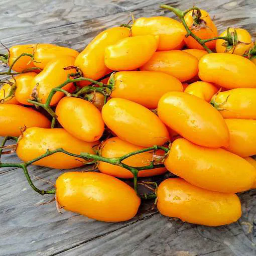 Tomato - Plant photo on Aphylia