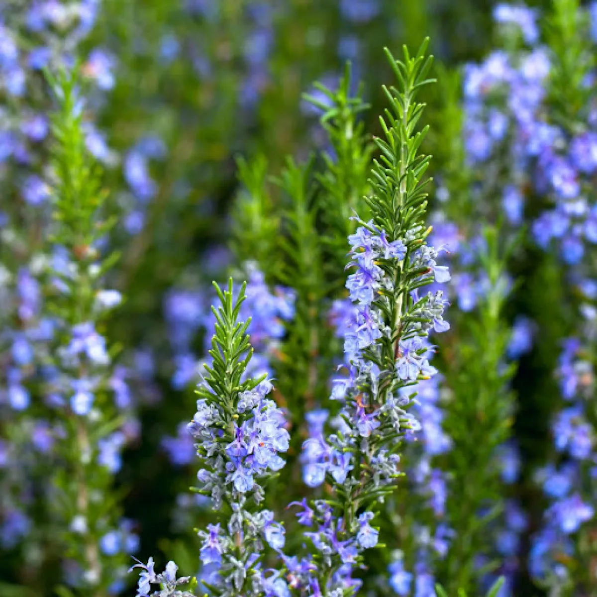 Rosemary - Plant photo on Aphylia