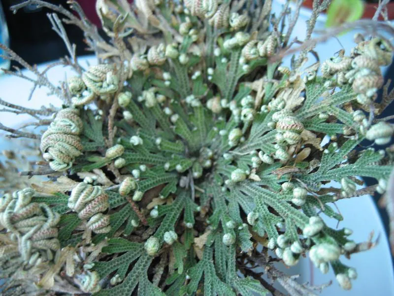 Selaginella lepidophylla - Plant photo on Aphylia