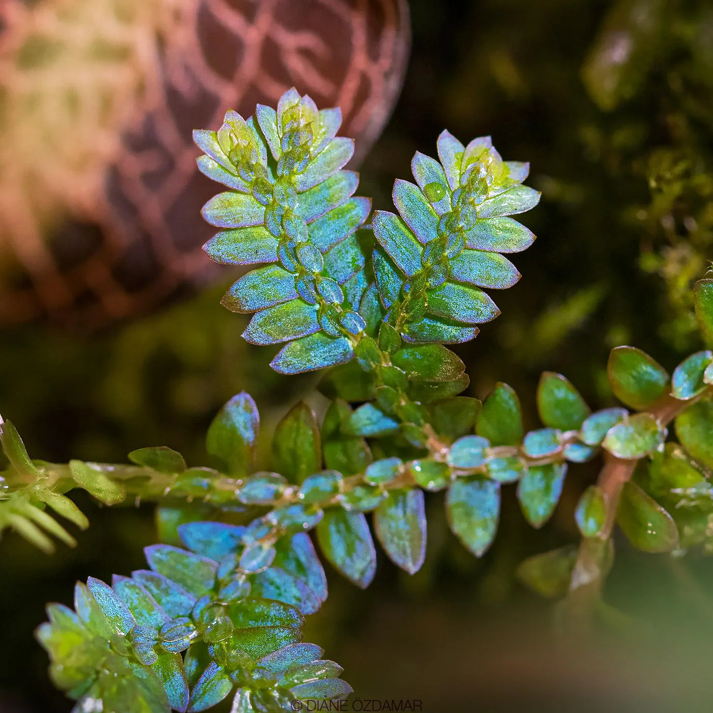 Sélaginelle - Plant photo on Aphylia