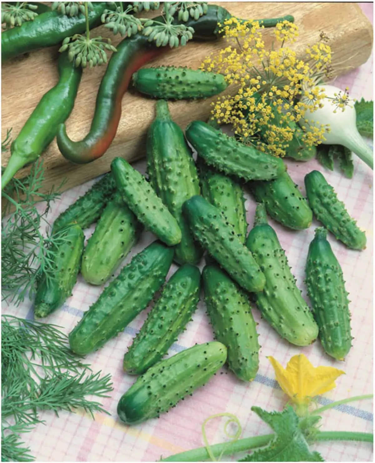 Pickle - Plant photo on Aphylia