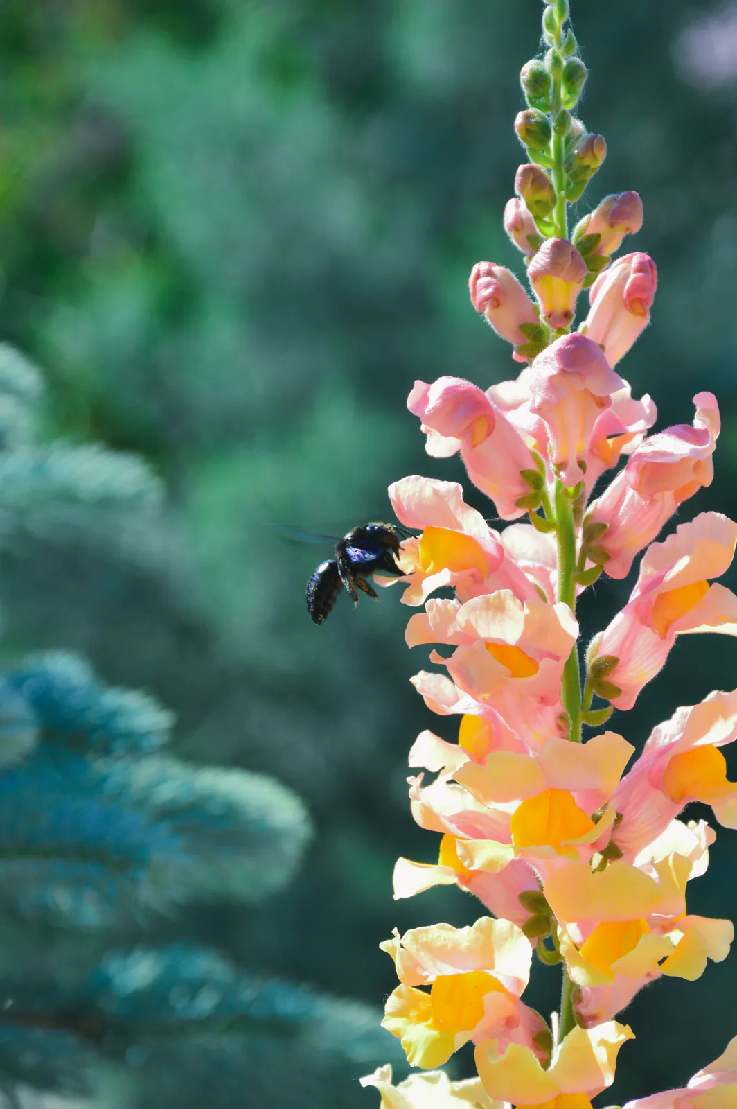 Muflier - Plant photo on Aphylia