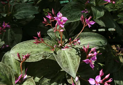 sonerila - Plant photo on Aphylia