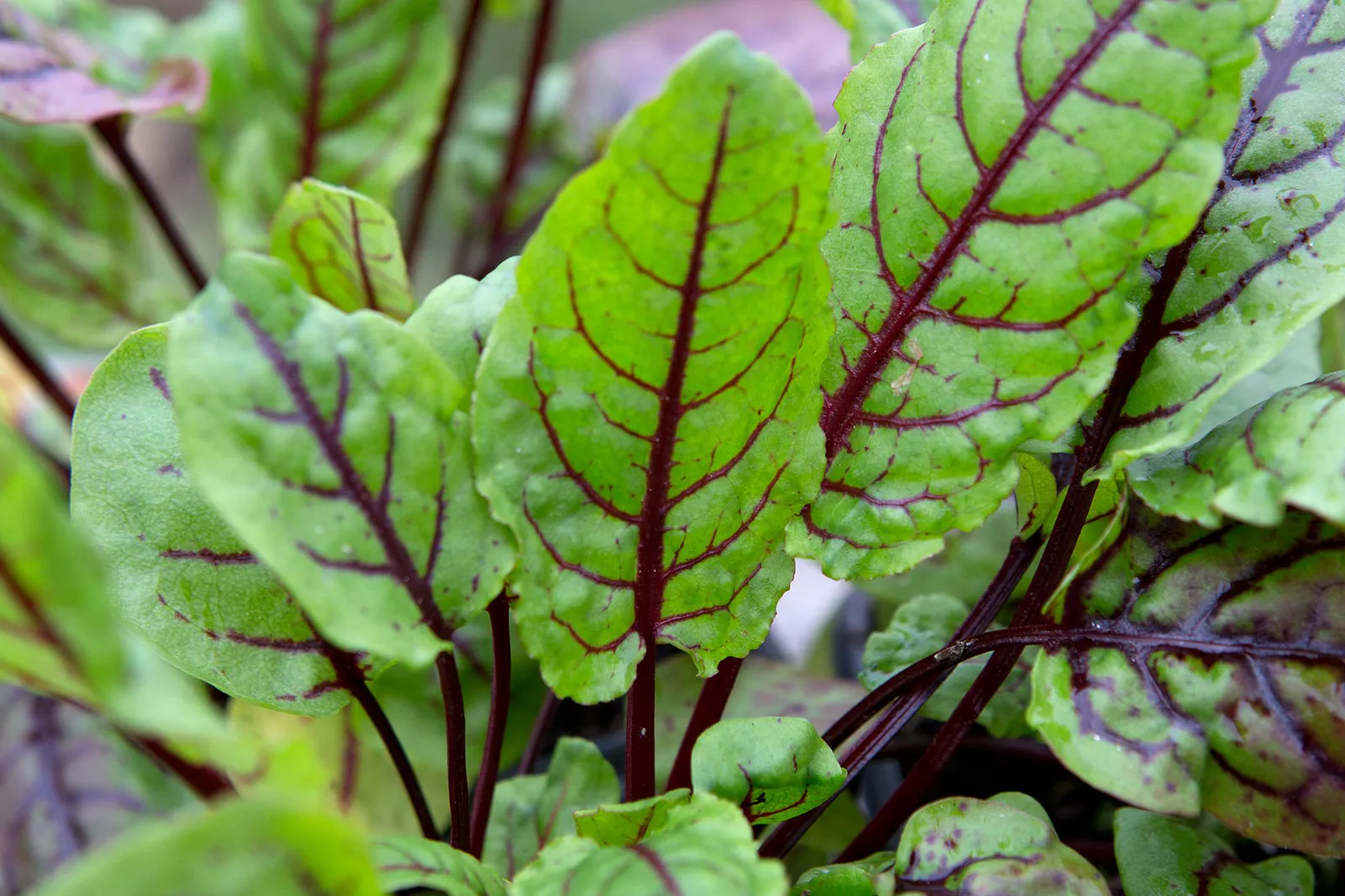 Sorrel - Plant photo on Aphylia