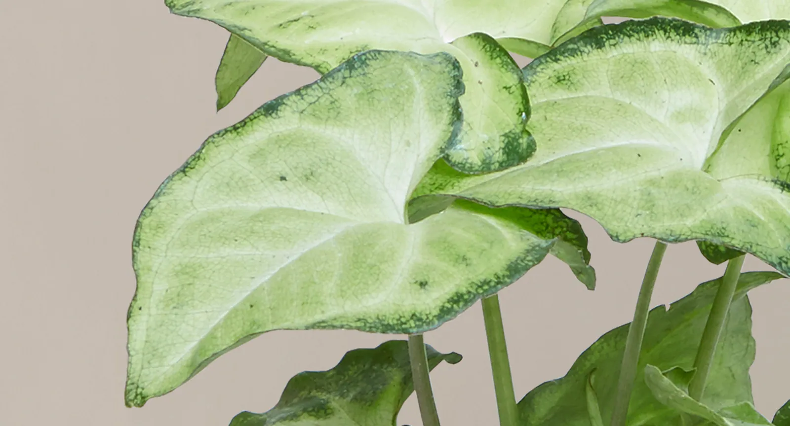 Syngonium Arrowhead - Plant photo on Aphylia
