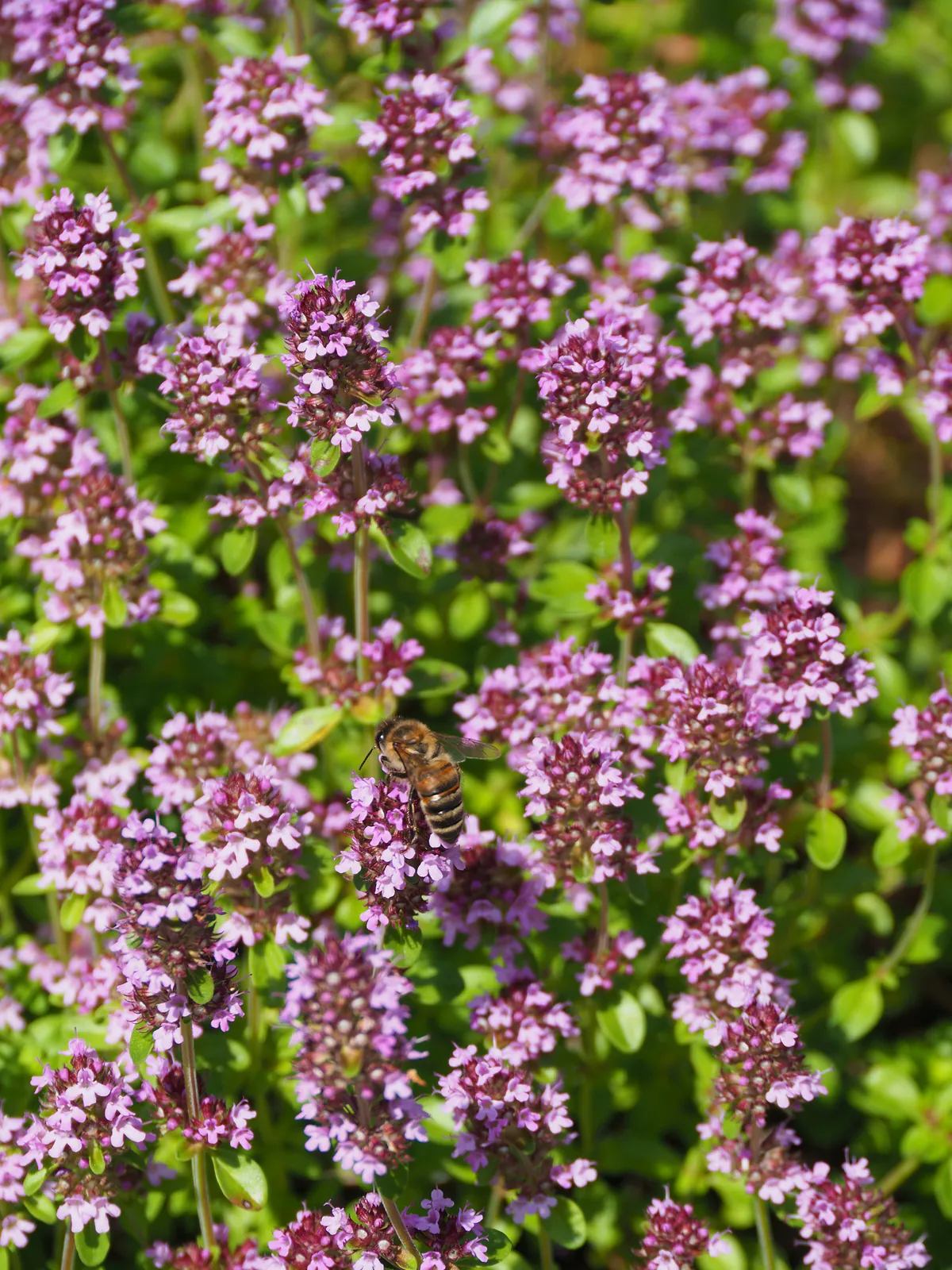 Thyme - Plant photo on Aphylia